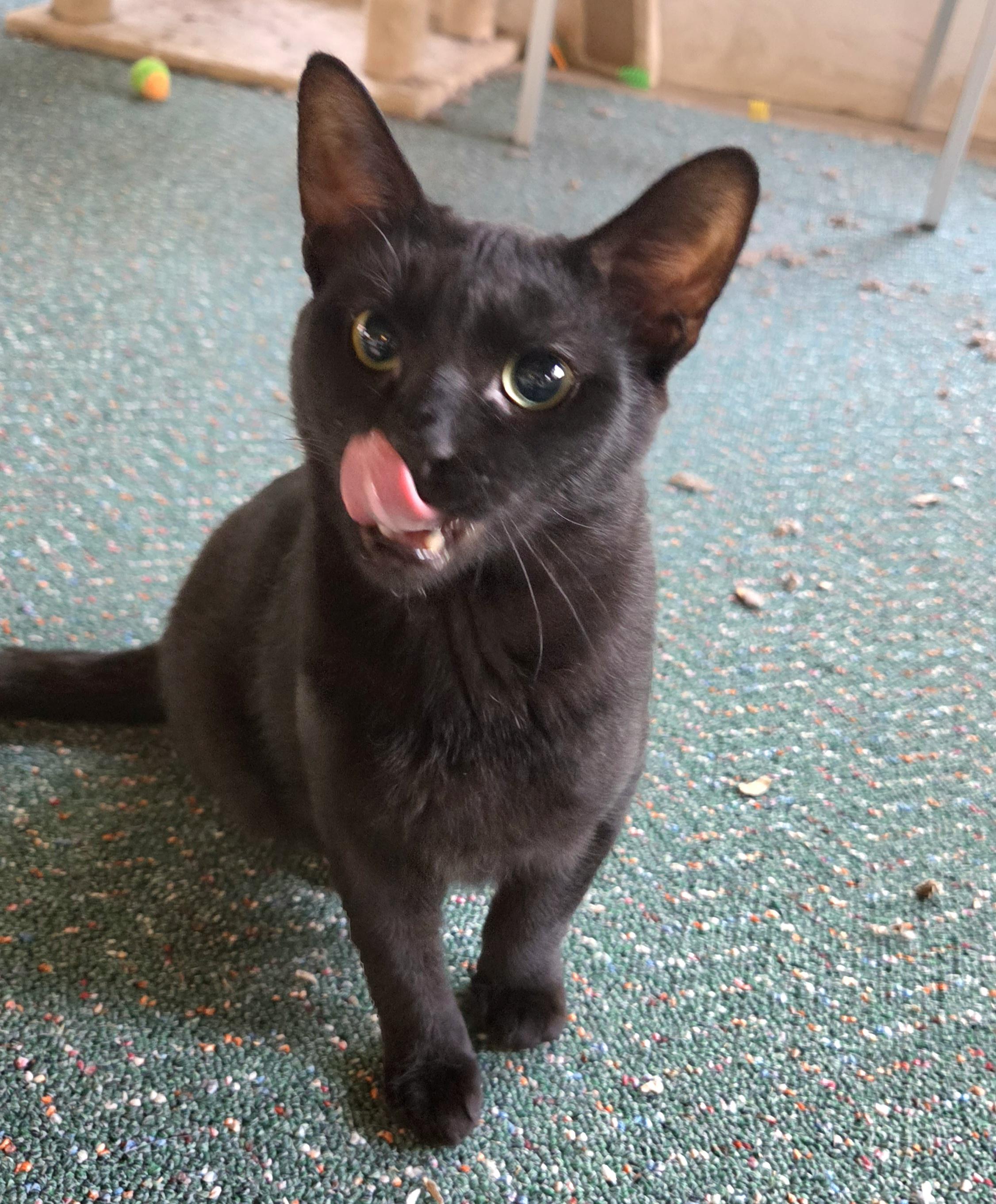 Noir, Adoptable, Young Male Domestic Short Hair.