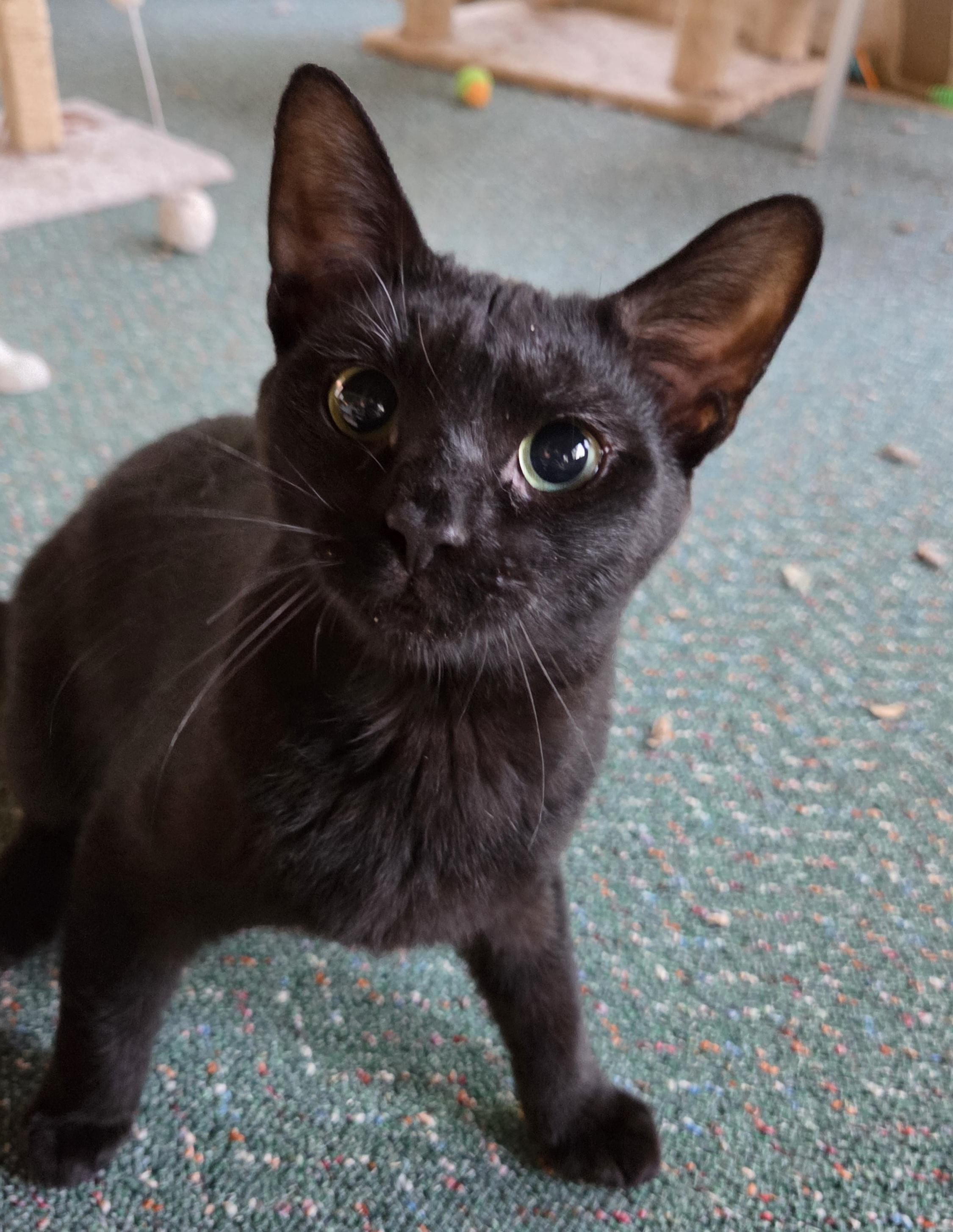 Enlarge Noir, a Adoptable Domestic Short Hair in Syracuse, NY image 5/5