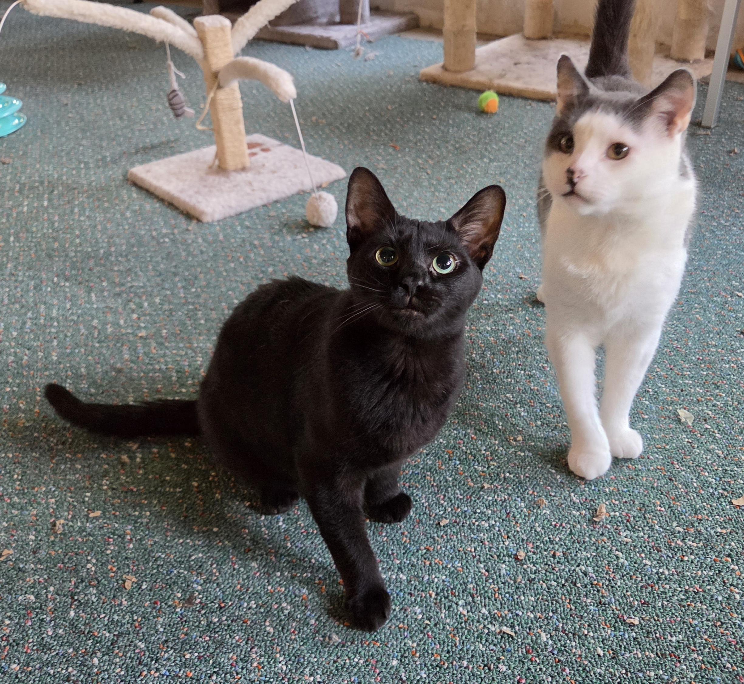 Enlarge Noir, a Adoptable Domestic Short Hair in Syracuse, NY image 2/5