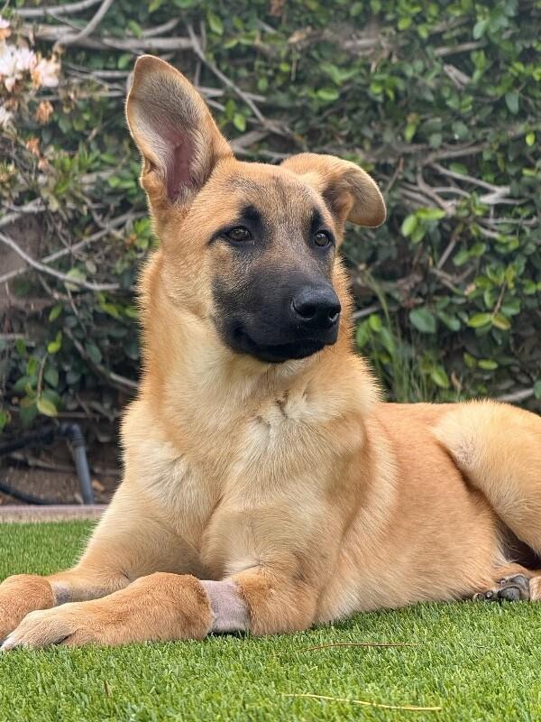 Waffles, Adoptable, Adult Male German Shepherd Dog.