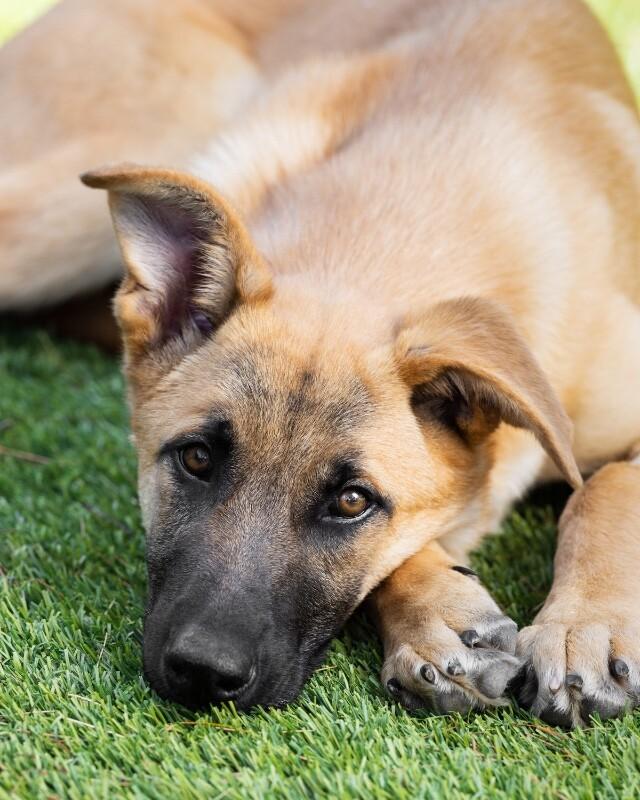 Enlarge Waffles, a Adoptable German Shepherd Dog in Manhattan Beach, CA image 2/6