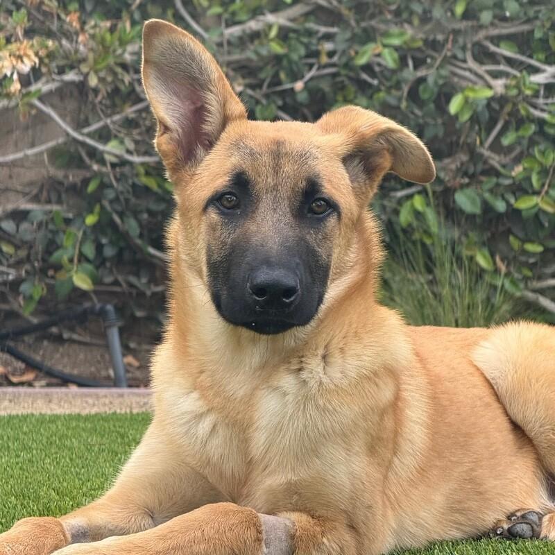 Enlarge Waffles, a Adoptable German Shepherd Dog in Manhattan Beach, CA image 3/6