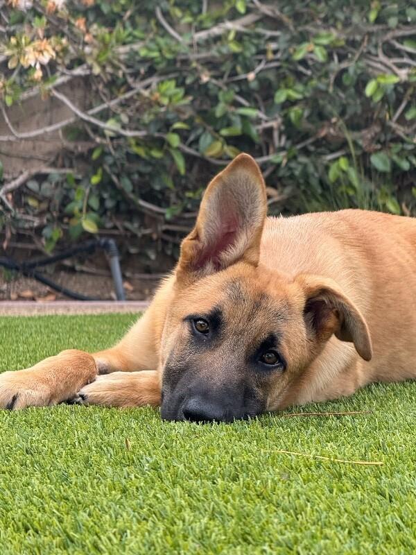 Enlarge Waffles, a Adoptable German Shepherd Dog in Manhattan Beach, CA image 4/6
