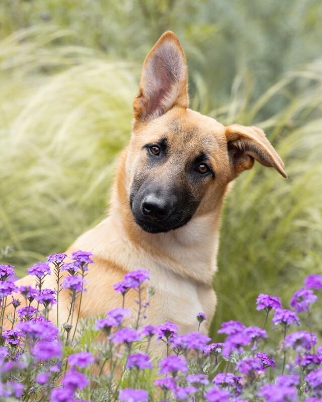 Enlarge Waffles, a Adoptable German Shepherd Dog in Manhattan Beach, CA image 5/6