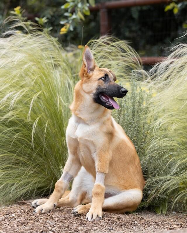 Enlarge Waffles, a Adoptable German Shepherd Dog in Manhattan Beach, CA image 6/6