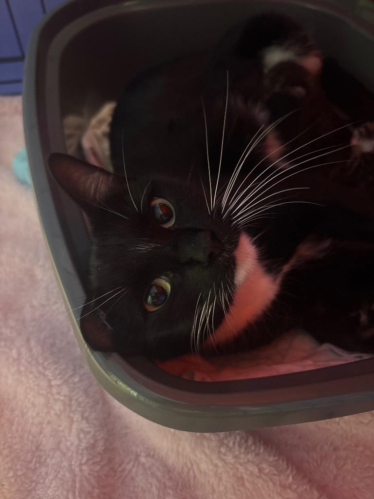 Cleo, Adoptable, Young Female Domestic Short Hair.