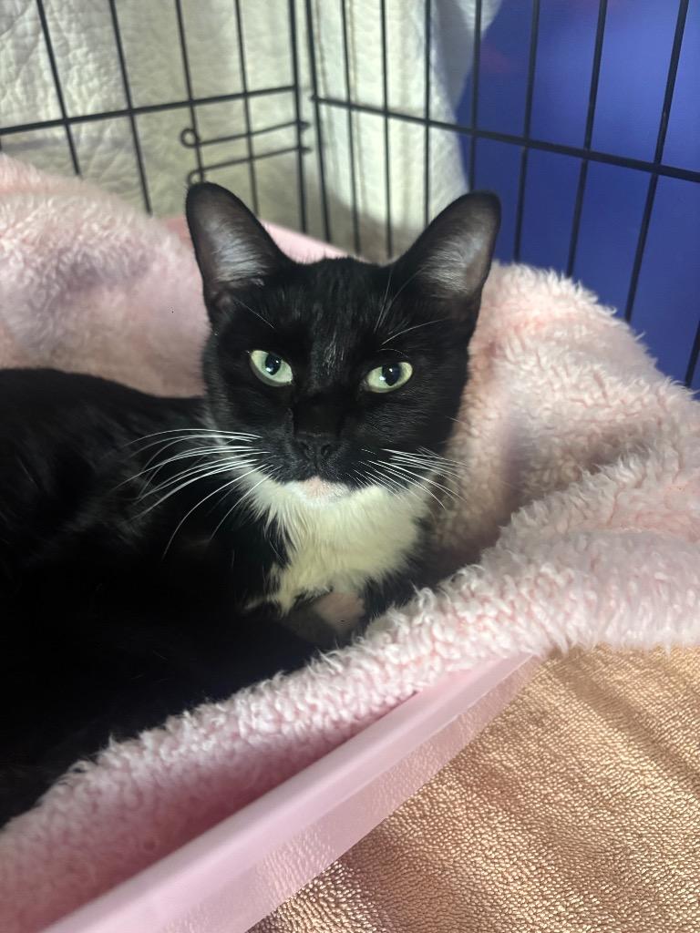 Cleo, a Adoptable mixed breed in Corpus Christi, TX image 2/2