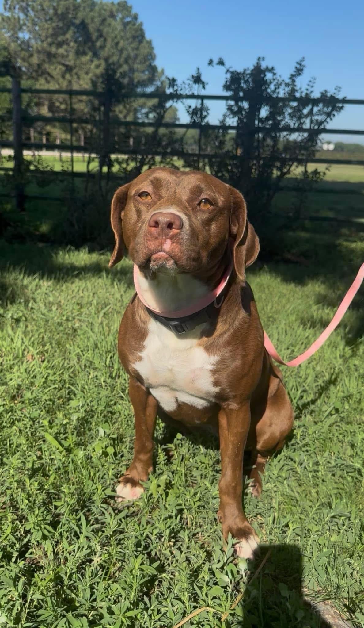 Sol, adopted, Young Female American Staffordshire Terrier & American Bully.