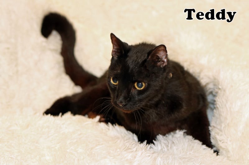 Enlarge Teddy, a Adoptable American Shorthair in Houston, TX image 4/4