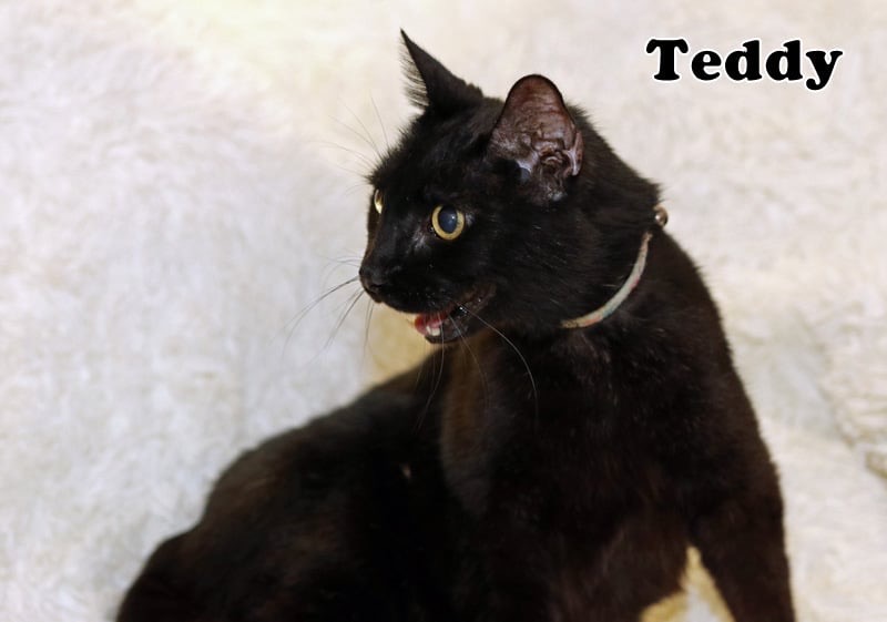 Enlarge Teddy, a Adoptable American Shorthair in Houston, TX image 3/4
