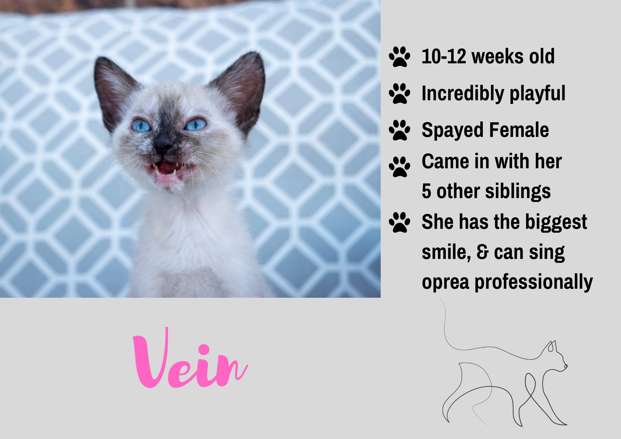 Vein, Adopted, Young Female Siamese.