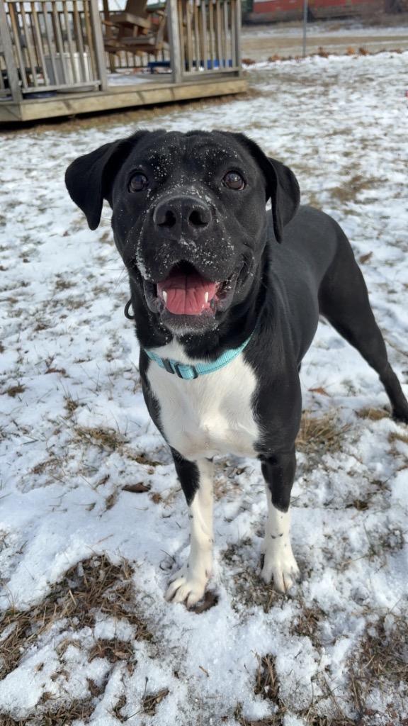 Hershey, Adopted, Young Female Pit Bull Terrier.