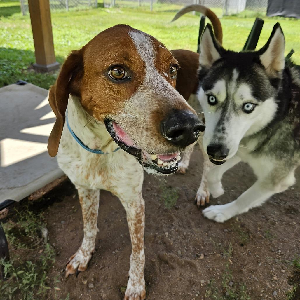 Bailey, Adoptable, Adult Male Hound.