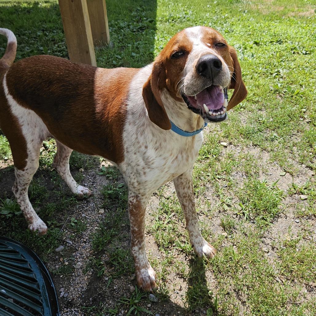 Bailey, a Adoptable Hound in Concord, NH image 2/4