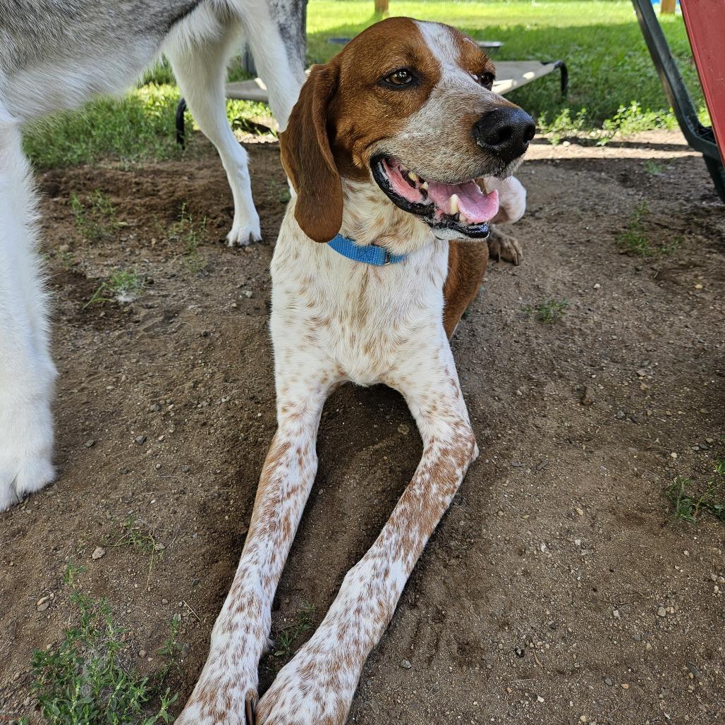 Bailey, a Adoptable Hound in Concord, NH image 3/4
