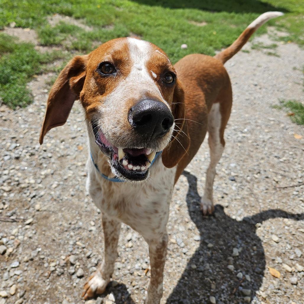 Bailey, a Adoptable Hound in Concord, NH image 4/4