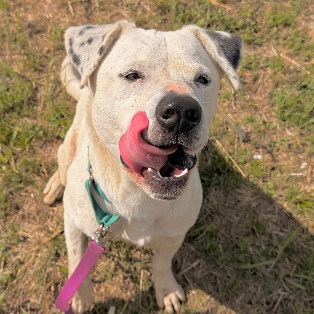 Enlarge Dominic, a Adoptable Mixed Breed in Duncan, OK image 1/5