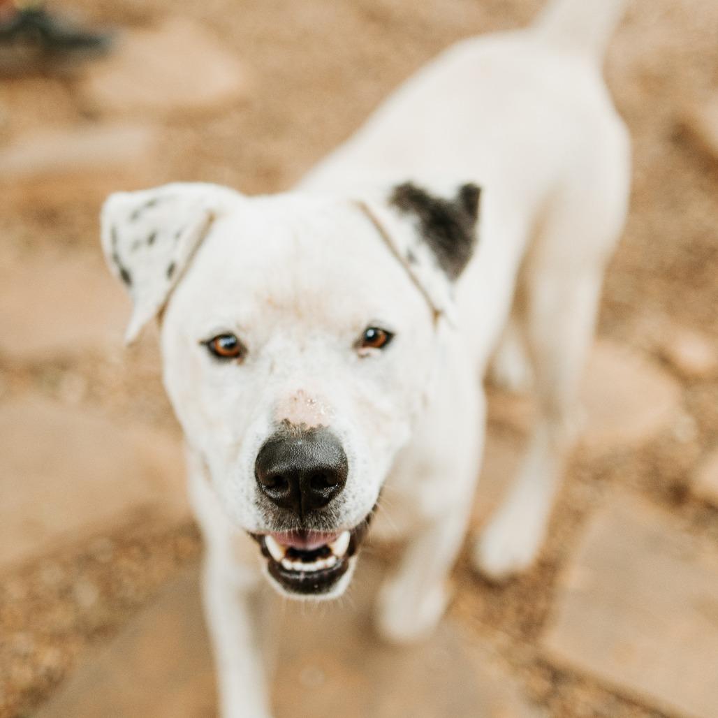 Enlarge Dominic, a Adoptable Mixed Breed in Duncan, OK image 2/6