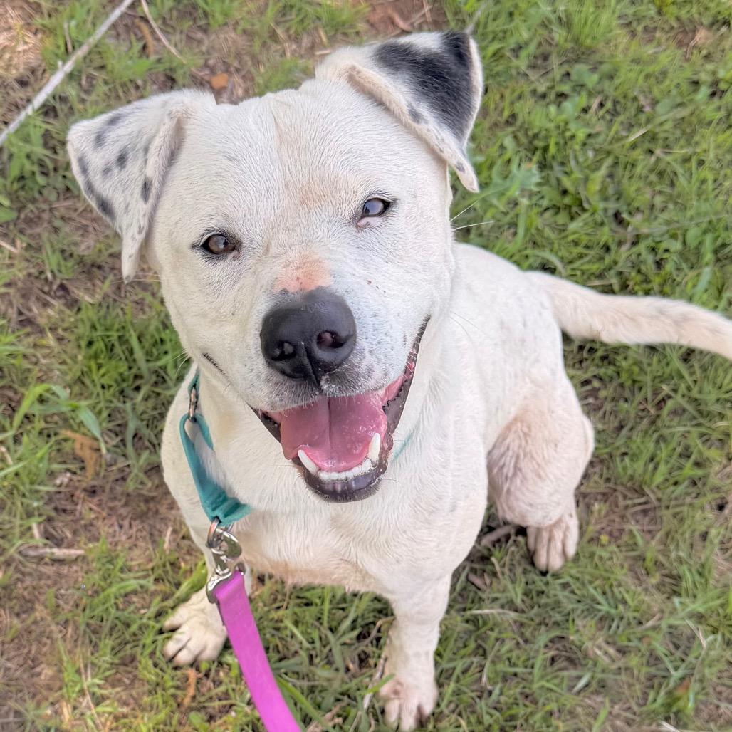 Enlarge Dominic, a Adoptable Mixed Breed in Duncan, OK image 2/5