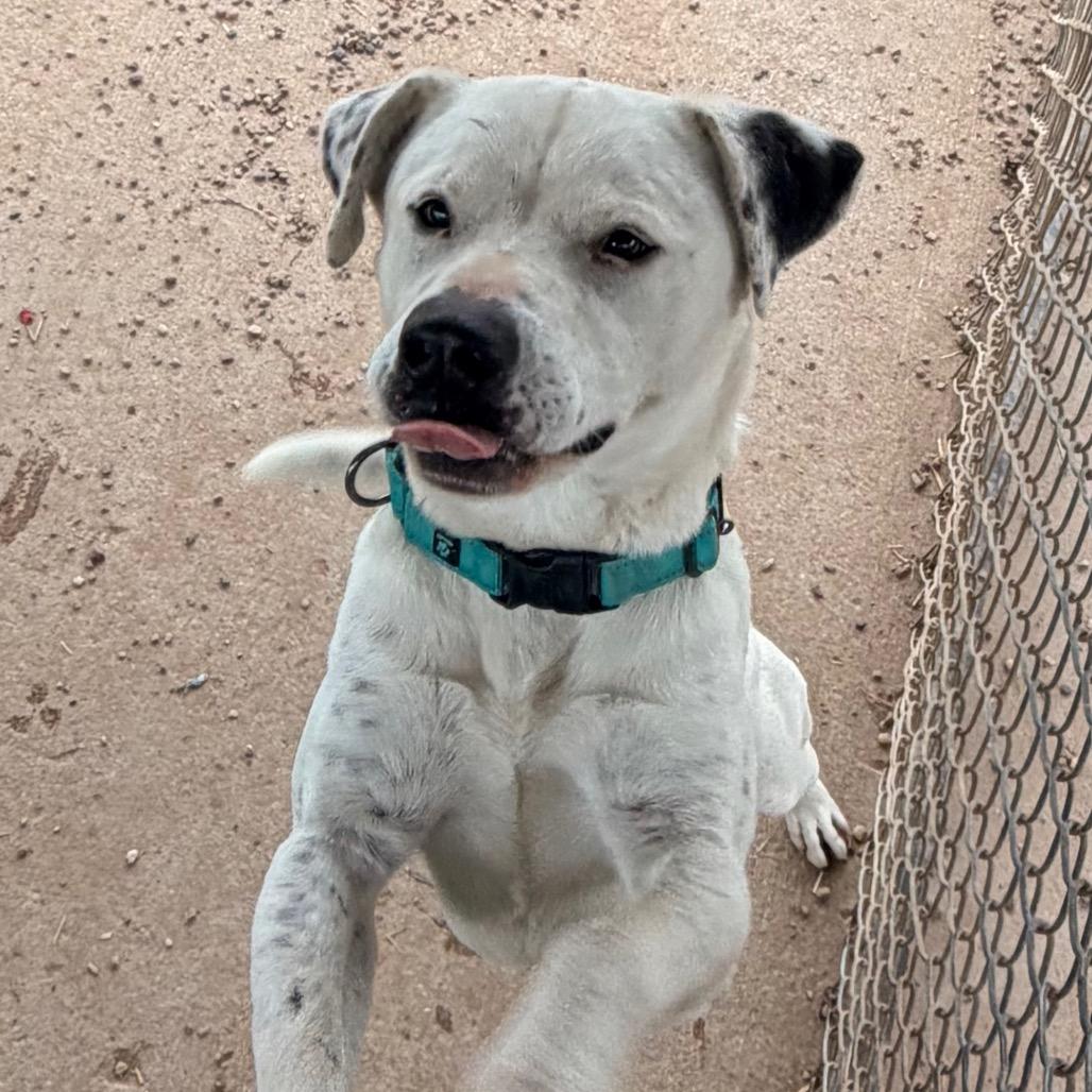 Enlarge Dominic, a Adoptable Mixed Breed in Duncan, OK image 3/5