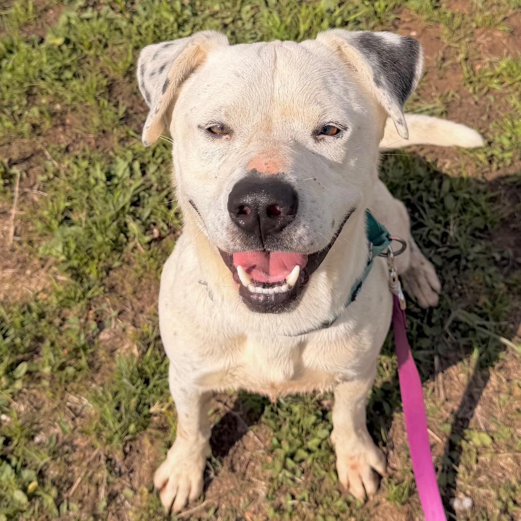 Enlarge Dominic, a Adoptable Mixed Breed in Duncan, OK image 4/5