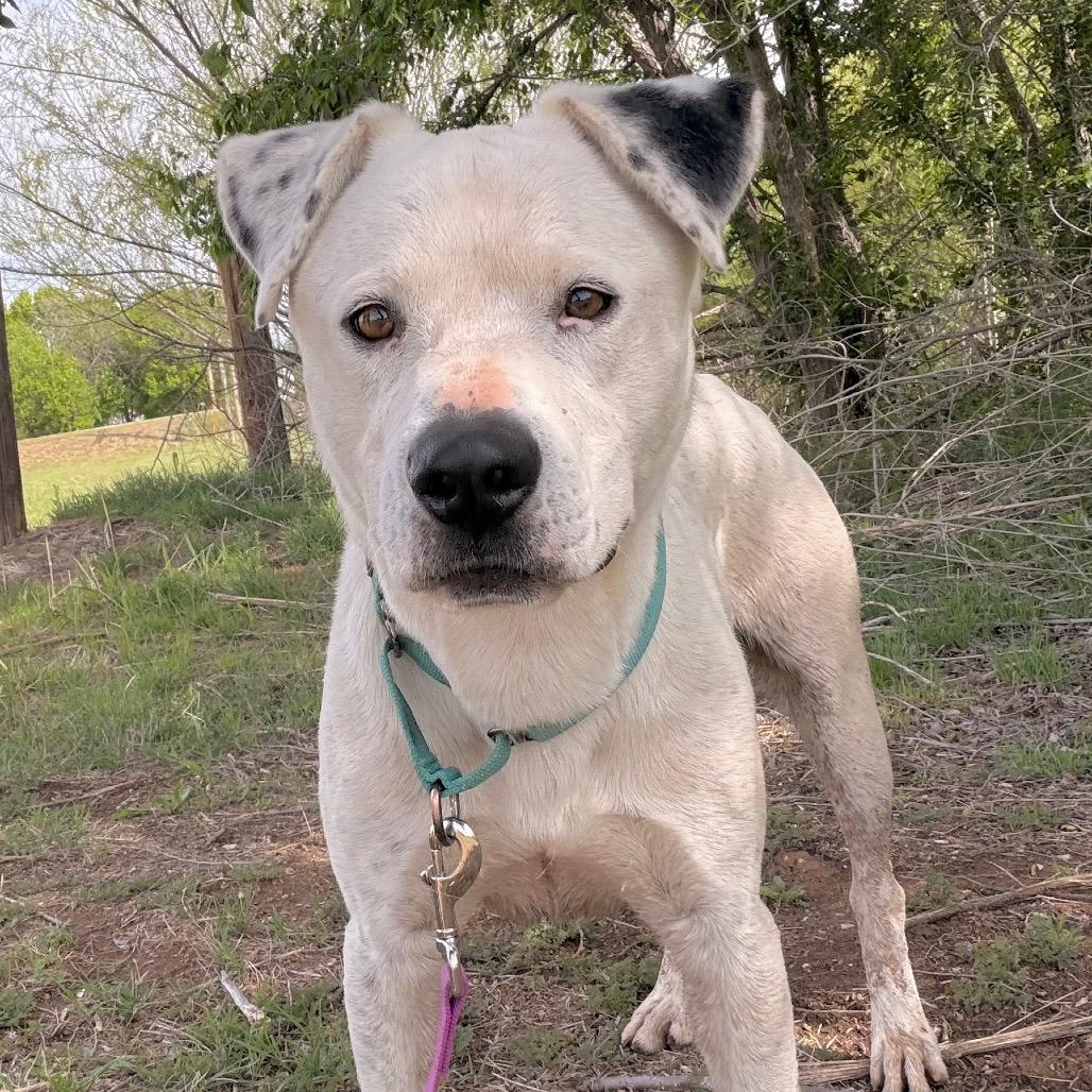 Enlarge Dominic, a Adoptable Mixed Breed in Duncan, OK image 5/5