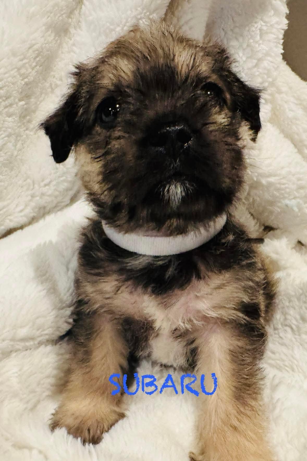 Subaru, Adoptable, Puppy Male Terrier & Pug.