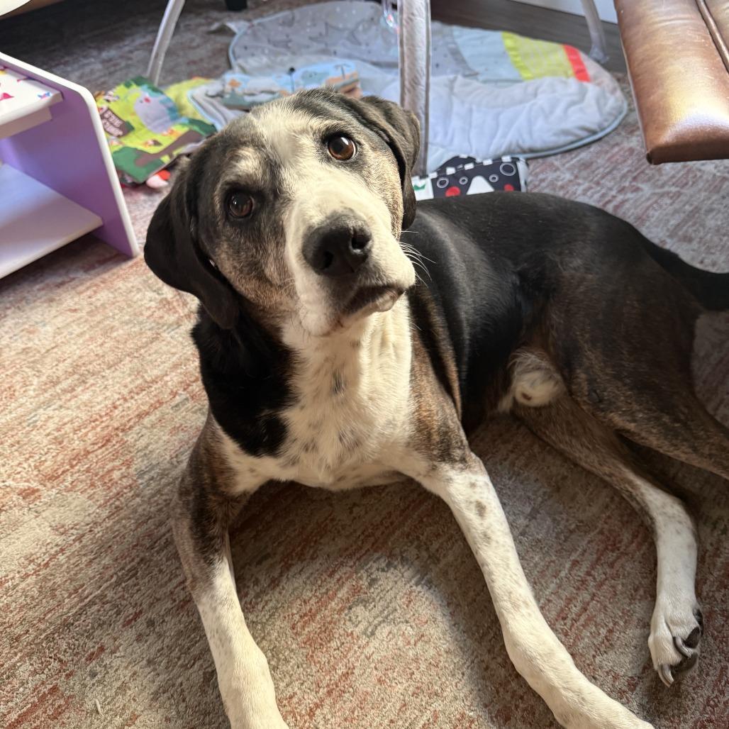 Luke, Adoptable, Senior Male Hound.