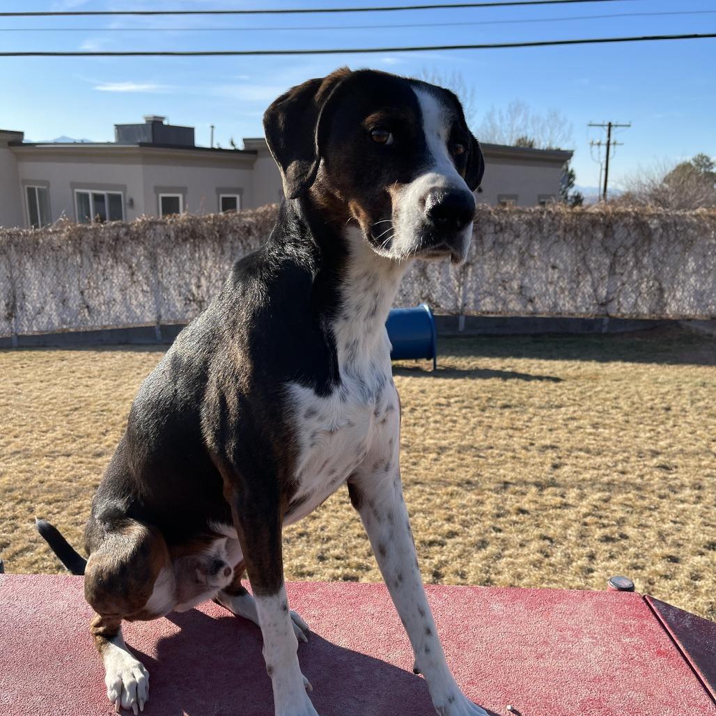 Luke, a Adoptable Hound in Murray, UT image 2/5
