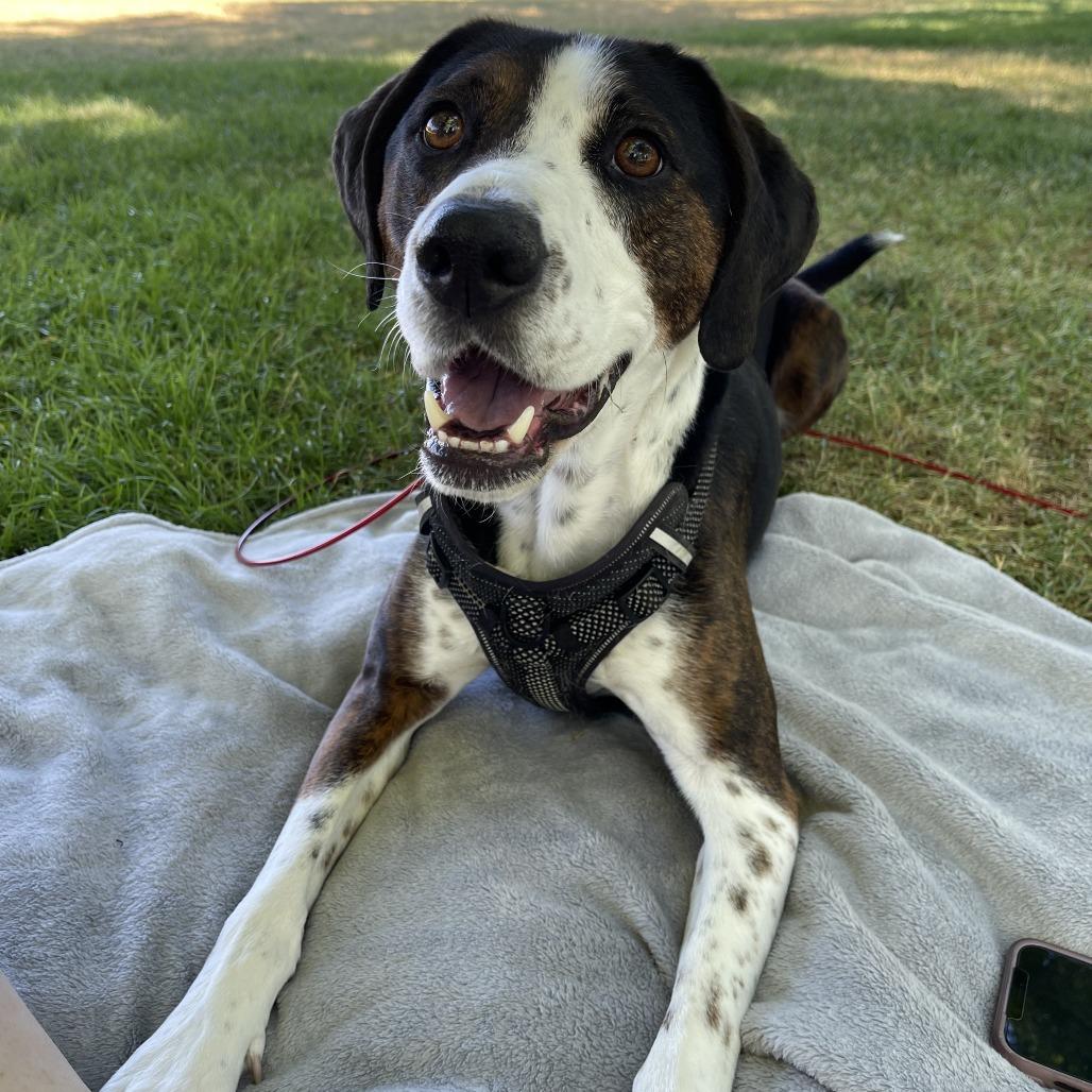 Luke, a Adoptable Hound in Murray, UT image 3/5