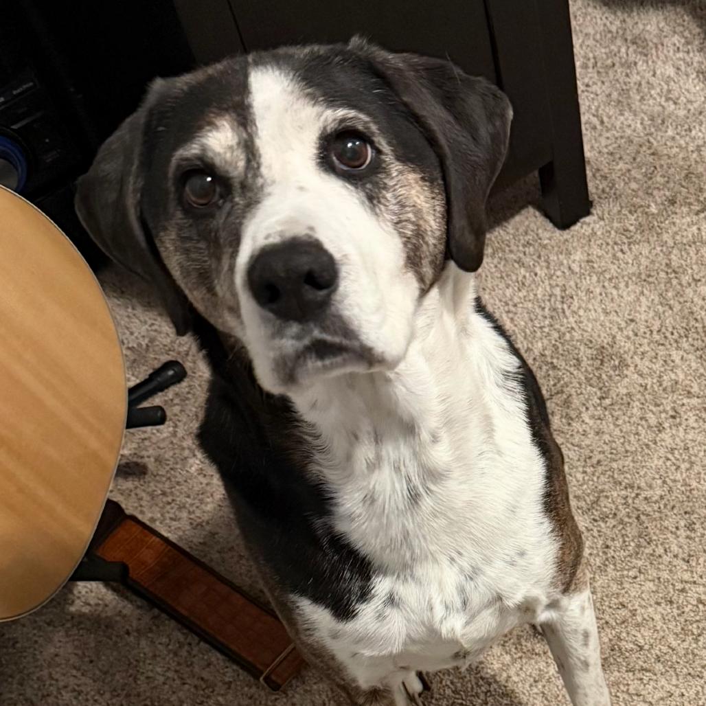 Luke, a Adoptable Hound in Murray, UT image 4/5