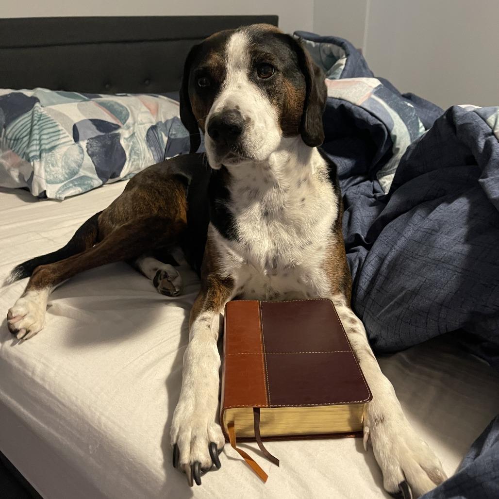 Luke, a Adoptable Hound in Murray, UT image 5/5