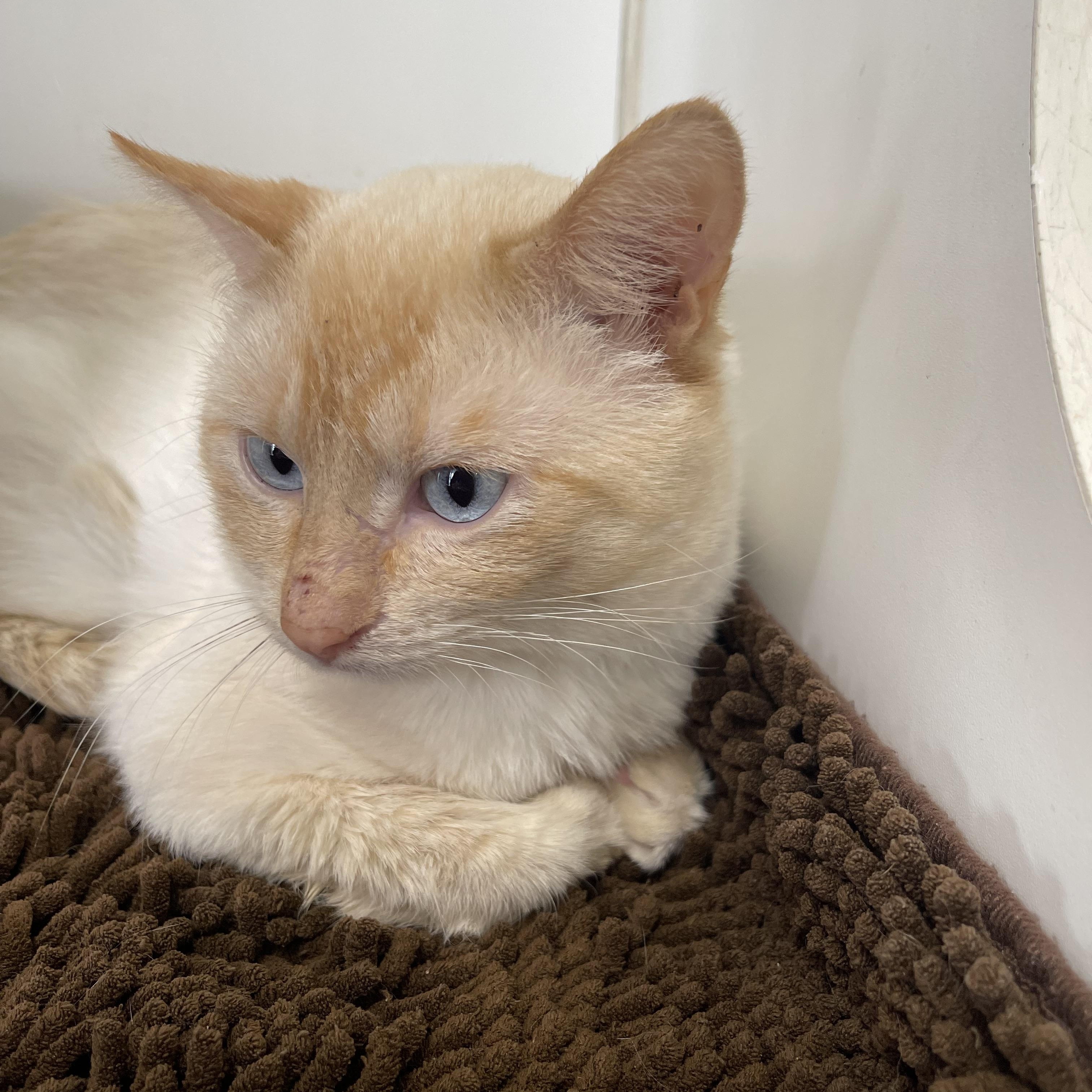 Tofu and Eggroll, an adopted Siamese in North Kansas City, MO image 3/3