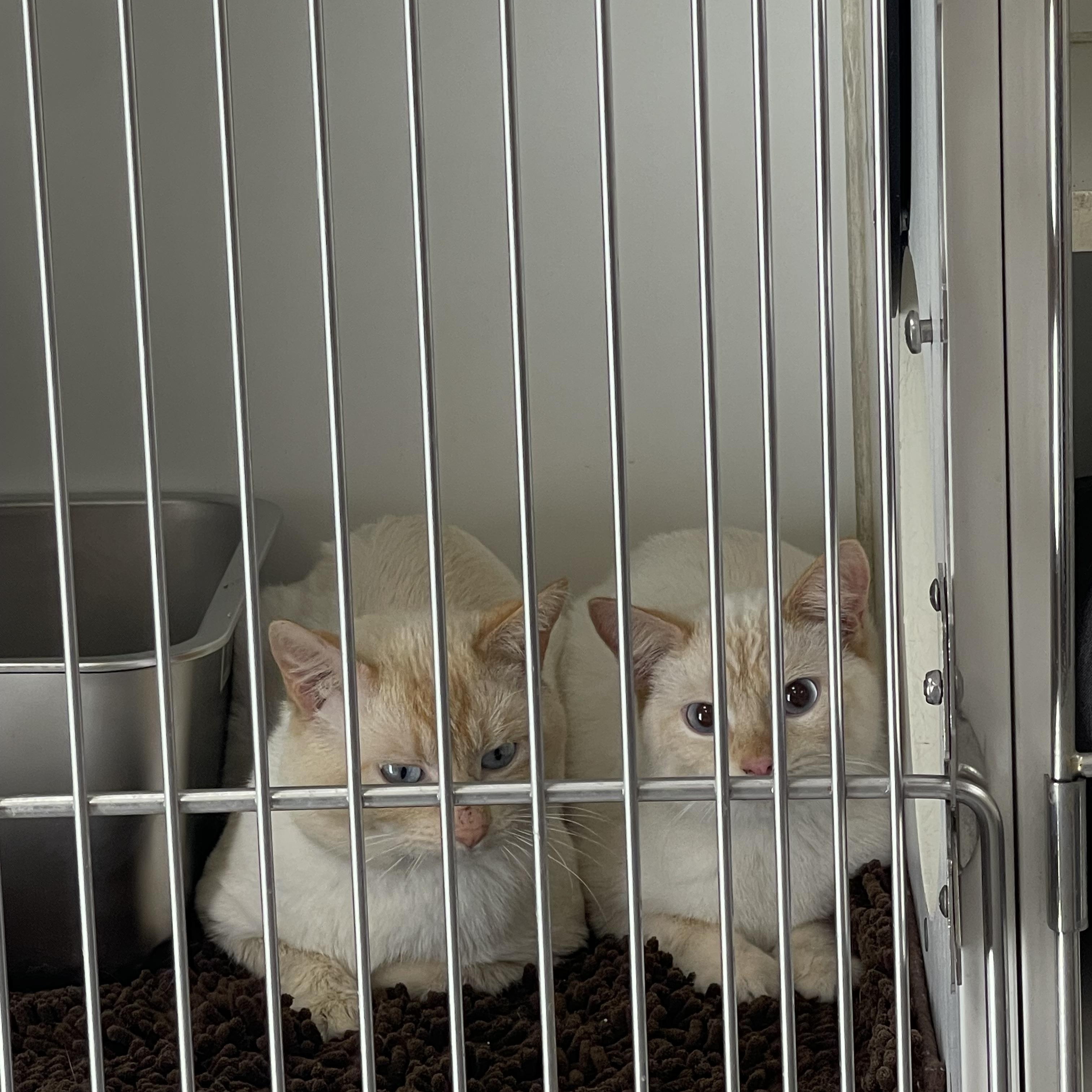 Tofu and Eggroll, adopted, Young Male Siamese.