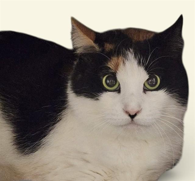 Enlarge CALLIE, a Adoptable Domestic Short Hair in Agoura, CA image 1/1