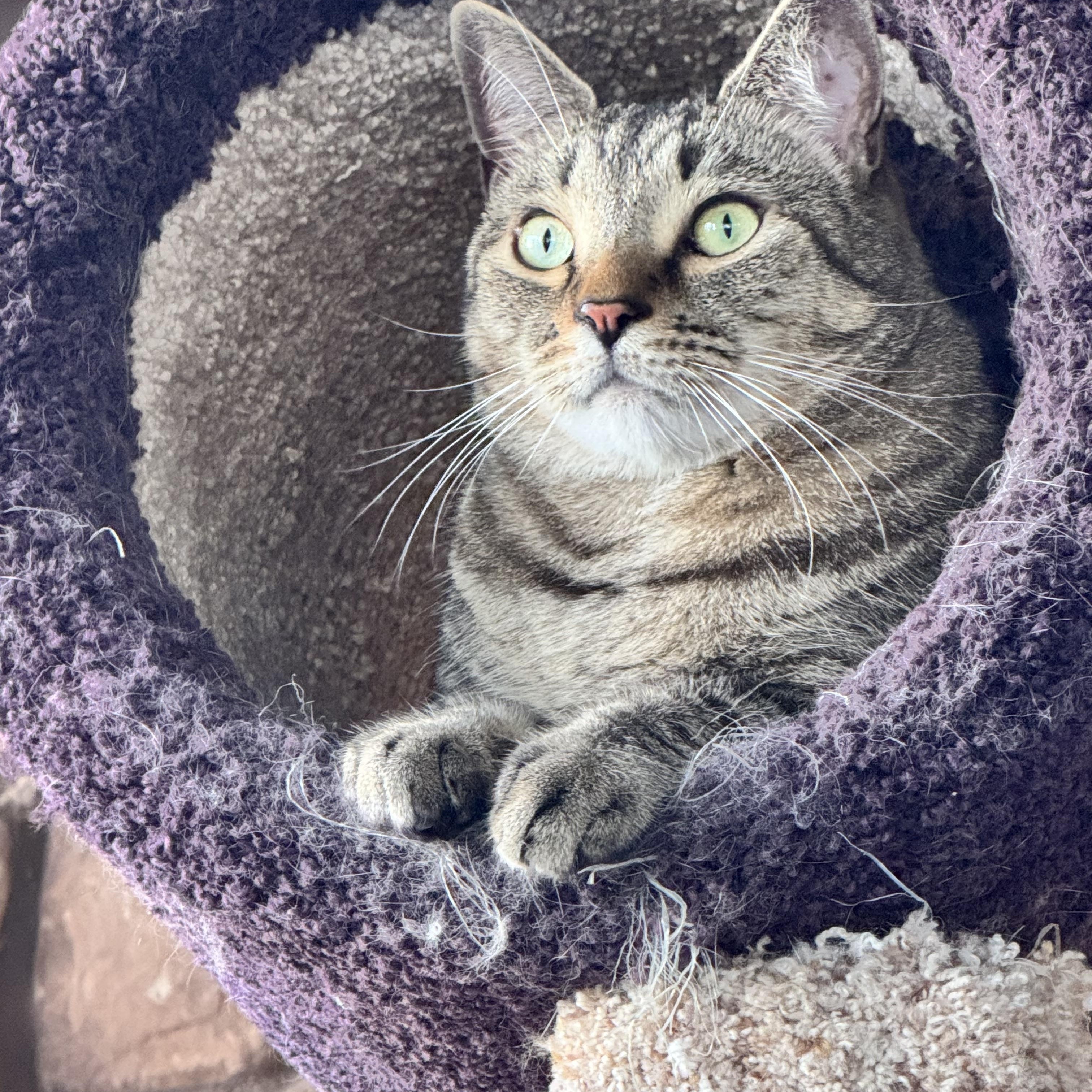 Sonny, ADOPTABLE, Adult Male Tabby.