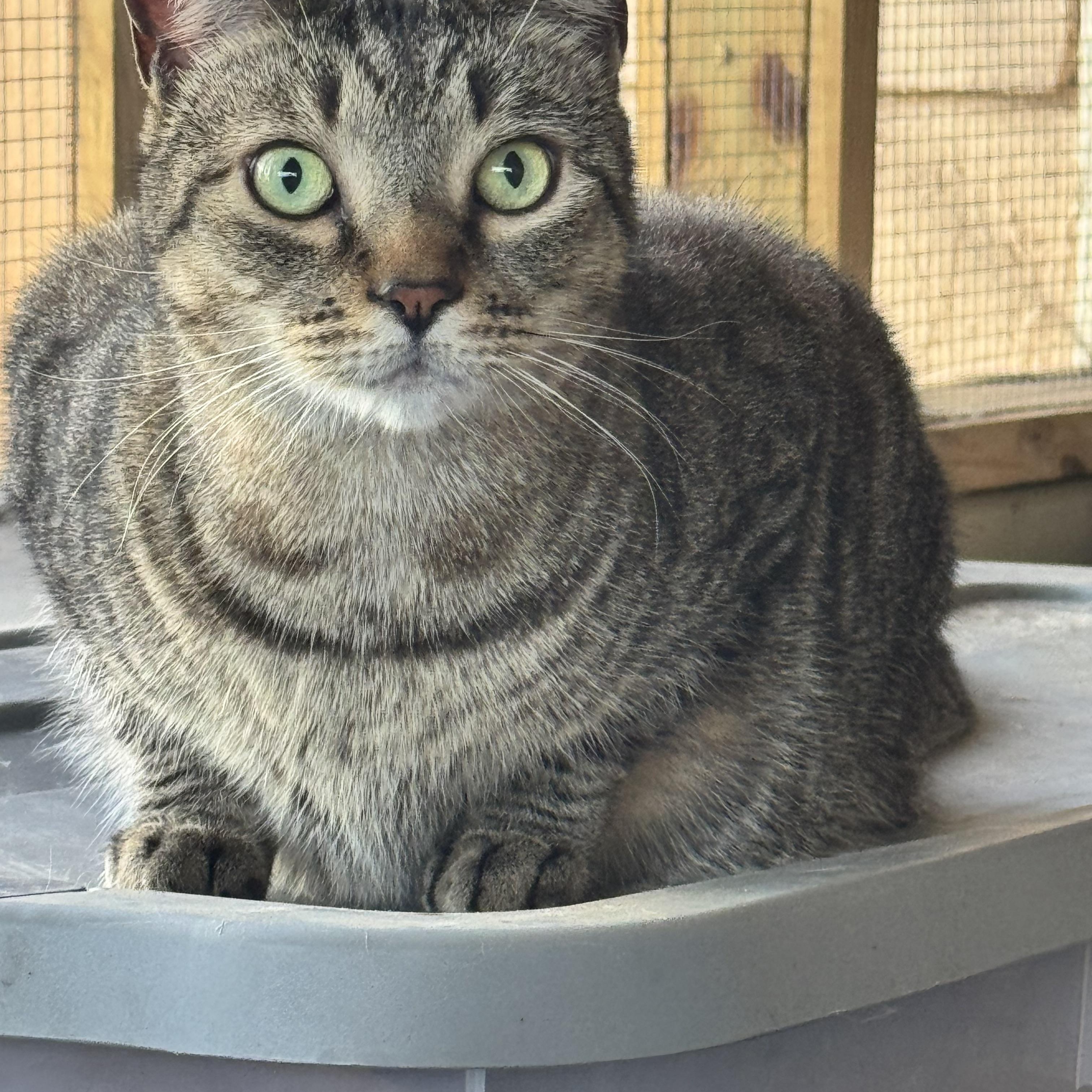Enlarge Sonny, a ADOPTABLE Tabby in Kissimmee, FL image 2/6