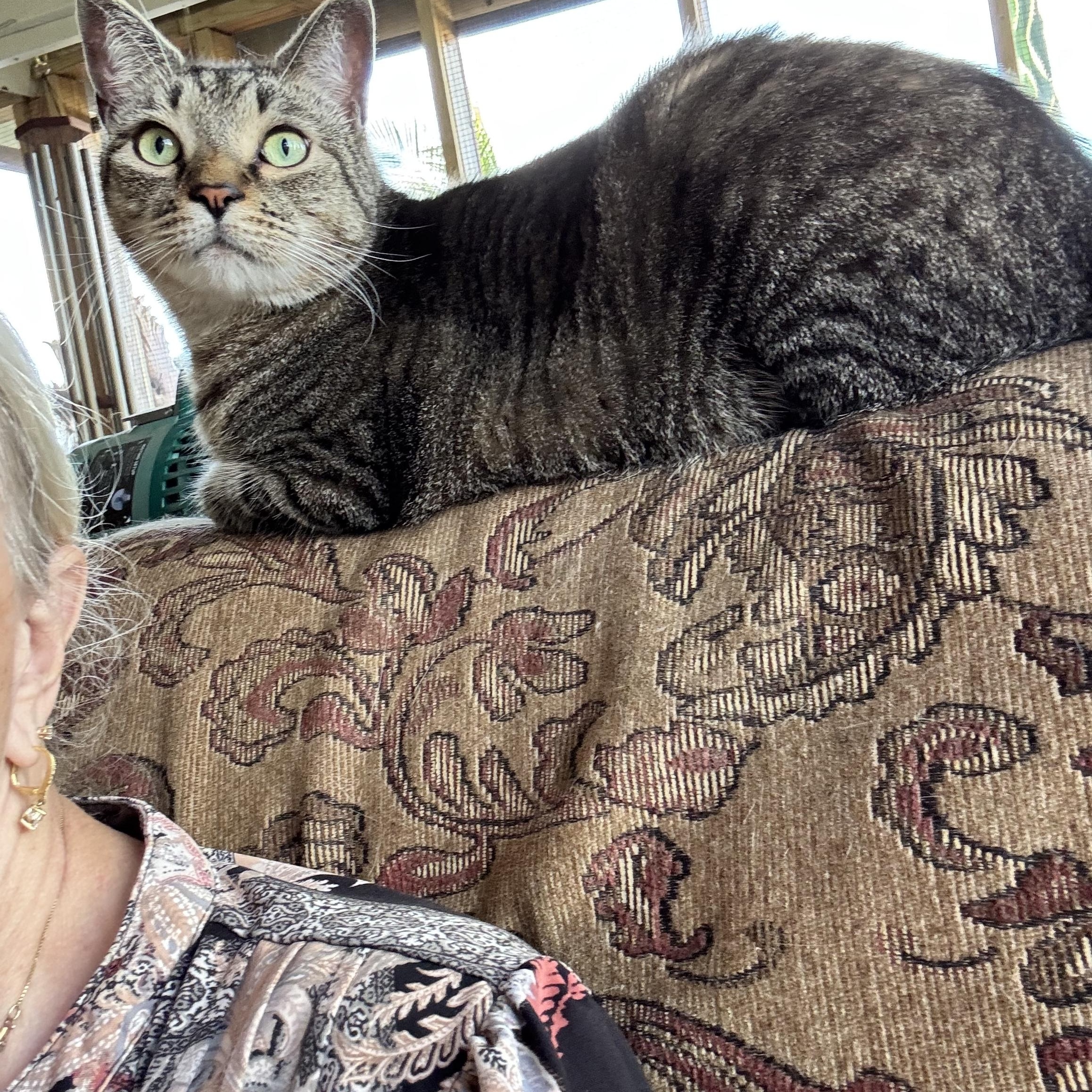 Enlarge Sonny, a ADOPTABLE Tabby in Kissimmee, FL image 4/6