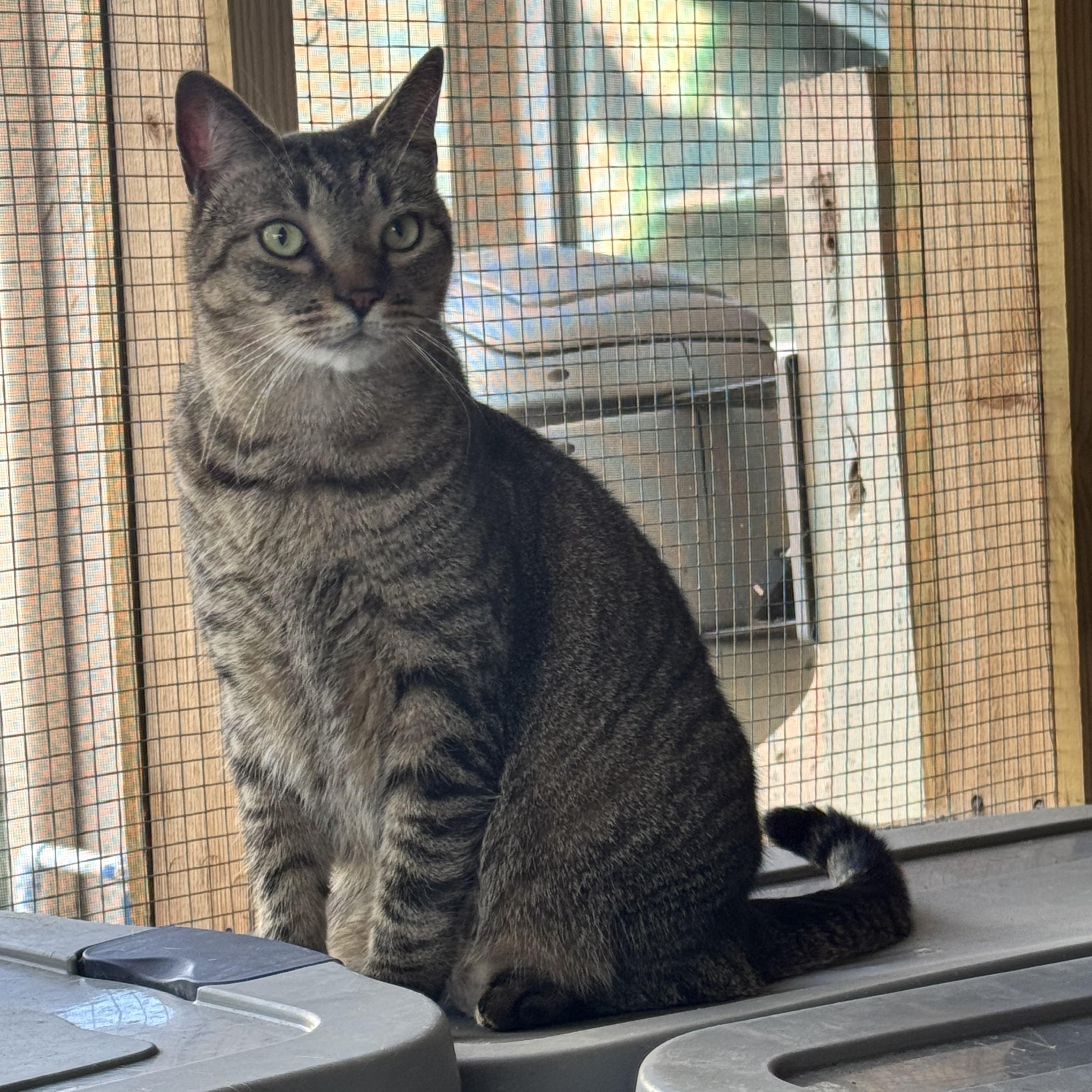 Enlarge Sonny, a ADOPTABLE Tabby in Kissimmee, FL image 5/6