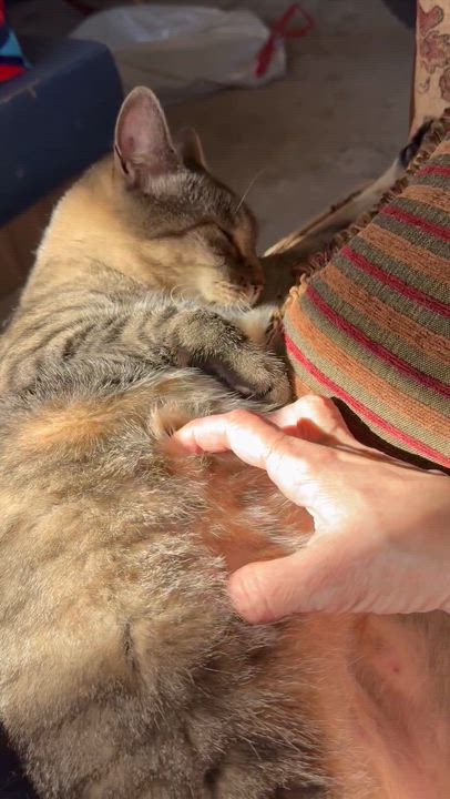 Enlarge Sonny, a ADOPTABLE Tabby in Kissimmee, FL video 6/6