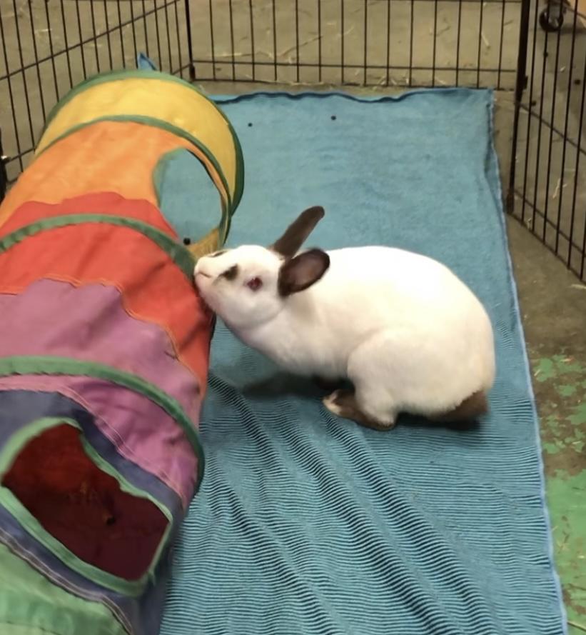 Galena, a Adoptable Himalayan image 6/6