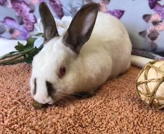 Galena, a Adoptable Himalayan image 4/6