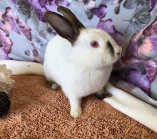 Galena, a Adoptable Himalayan image 2/6