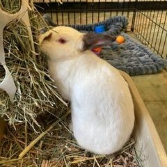 Galena, a Adoptable Himalayan image 3/6