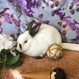 Galena, a Adoptable Himalayan image 1/6