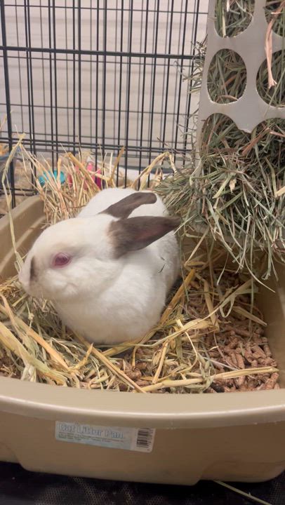 Enlarge Galena, a Adoptable Himalayan video 5/6