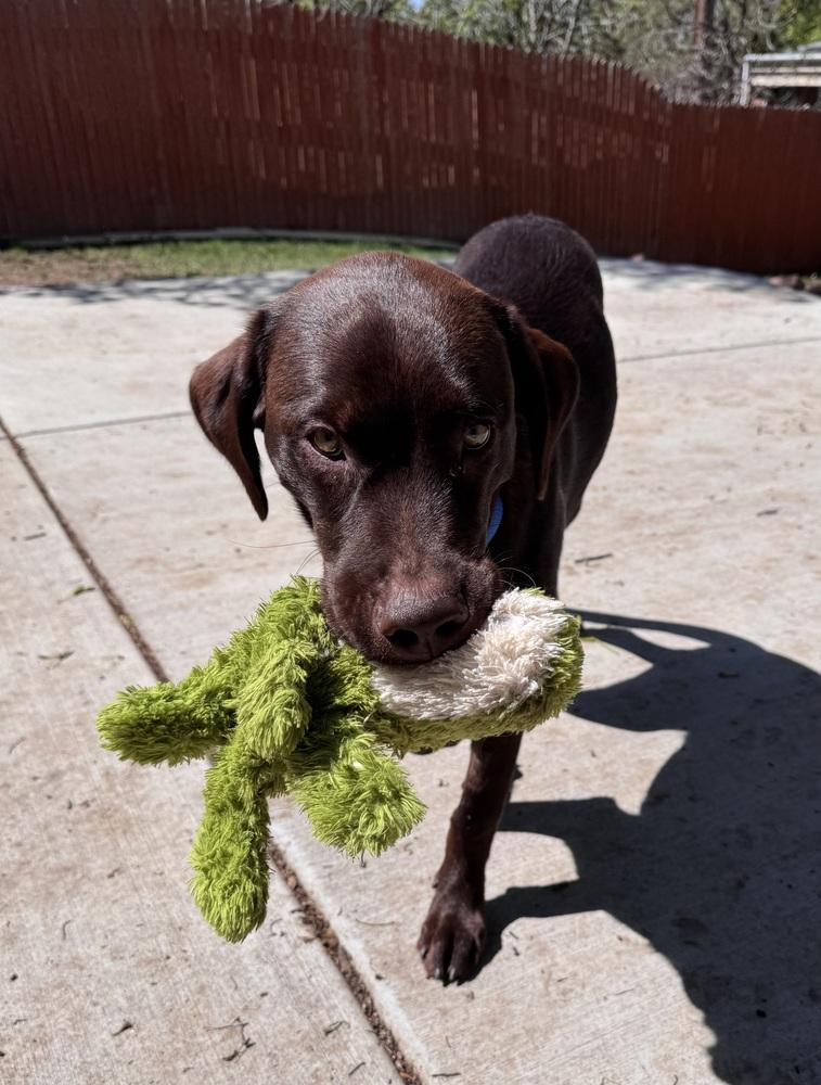 Enlarge Cookeel / Bowzer, a Adoptable mixed breed in Broomfield, CO image 1/6