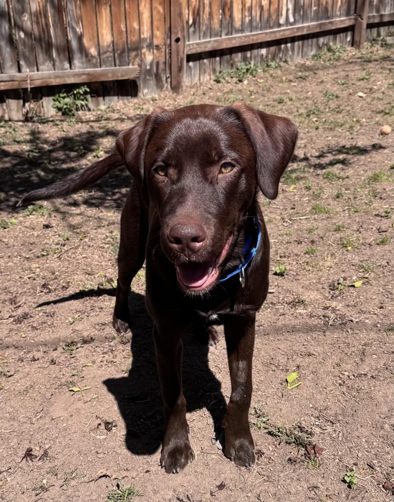 Enlarge Cookeel / Bowzer, a Adoptable mixed breed in Broomfield, CO image 2/6