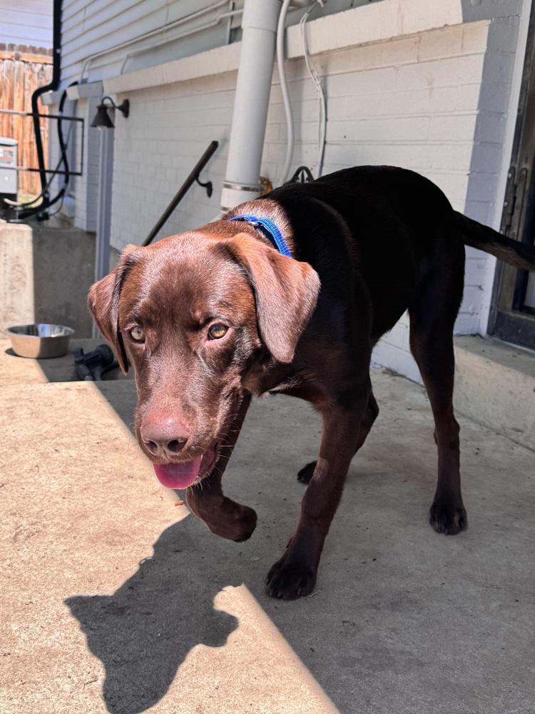 Enlarge Cookeel / Bowzer, a Adoptable mixed breed in Broomfield, CO image 3/6