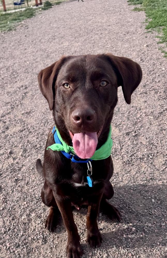 Enlarge Cookeel / Bowzer, a Adoptable mixed breed in Broomfield, CO image 4/6